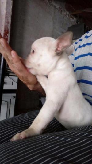 Ultima nena bulldog frances con fca