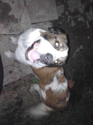 Vendo cachorrona san bernardo