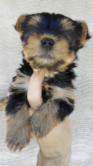 Yorkshire terrier macho