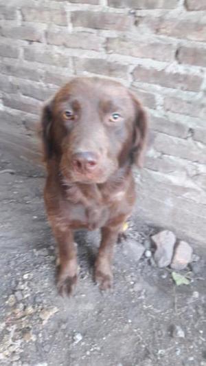 labradora chocolate hrnbra 5 meses