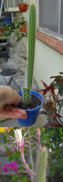 Cactus Peniocereus serpentinus M 8