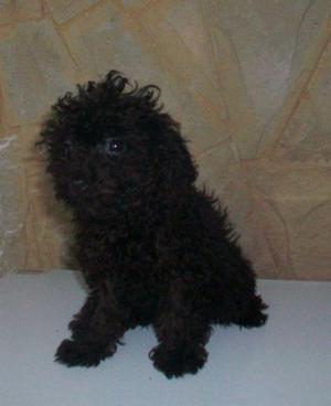Caniche Toy cachorrito de color negro se vende
