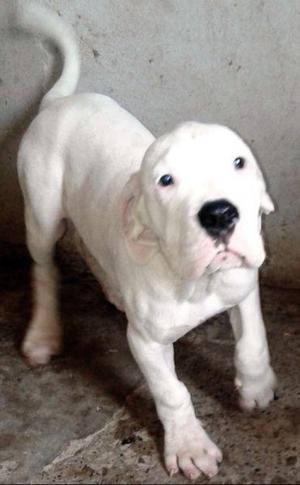 Dogo Argentino Cachorro Macho