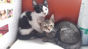 Gatitos en adopción- responsable