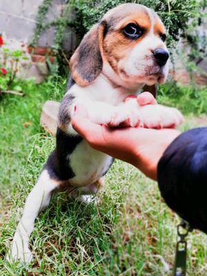 Unica cachorra Beagle bellisima