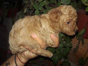 Vendo bellesa de caniche mini toy machito rojo hembrita