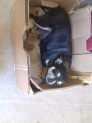 Vendo chihuahuas hembras