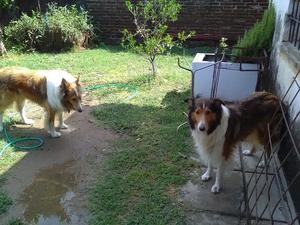 cachorros collie rough