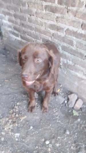 labradores chocolate henbra 5m