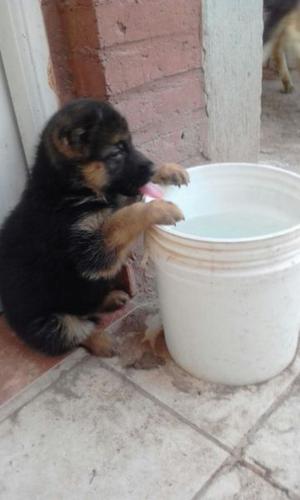 Cachorros ovejeros alemanes