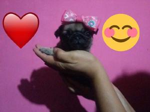 ltima hembrita Pug Carlino ❤