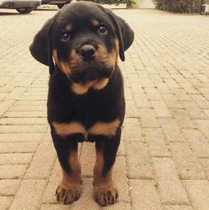 rottweiler cachorros puros rotwailer