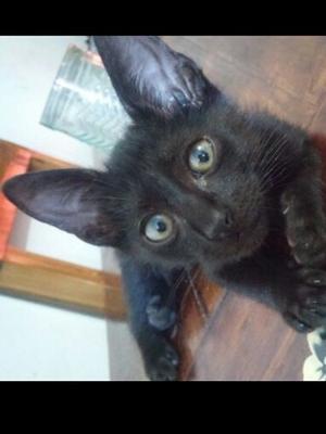 Black... En Adopcion..super Responsable!