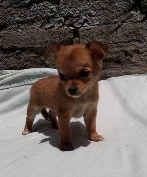 CHIHUAHUA puros 3000$