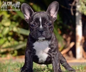 Cachorras Bulldog Francés Con Registro.