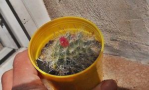 Cactus Mammilaria Bocasana En M 6
