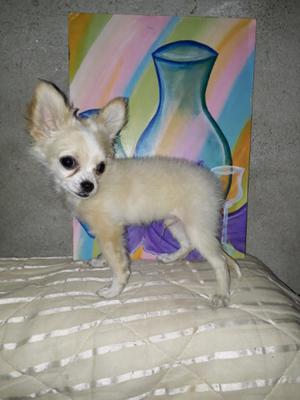 Chihuahua de bolsillo de pelo largo macho 3 meses