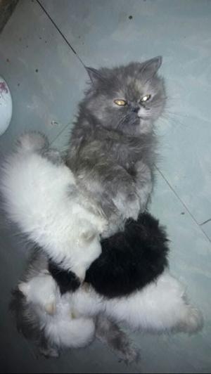 Hermosos gatitos persa!