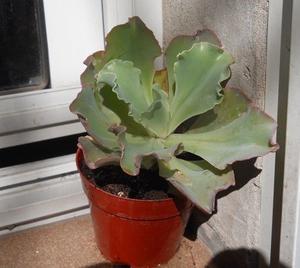 Planta Suculenta Echeveria Hibrida Zorro Maceta 10 Colmada