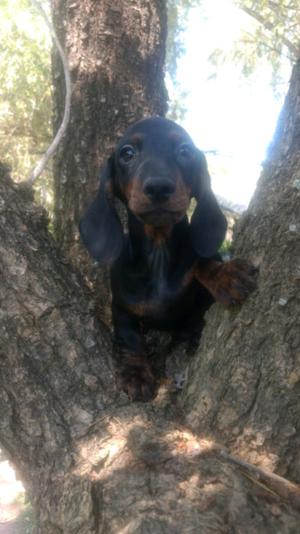 Salchichas (dachshund con FCA)