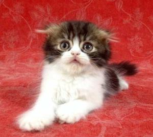 Scottish Fold,macho,black Classic Tabby & White,pelo Largo!!