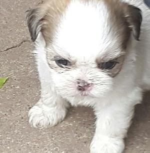 Shih tzu mini