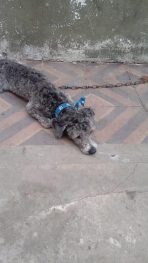 Vendo caniche macho