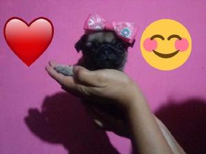 ltima hembrita Pug Carlino ❤