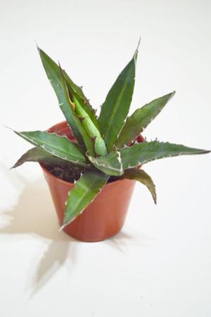 Agave Xylonacantha Pequeño