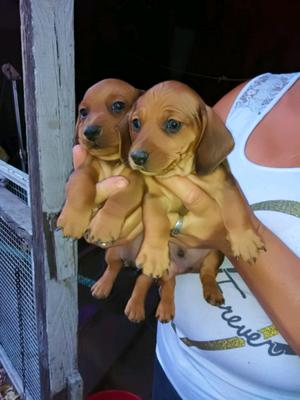 Cachorros Salchichas standar