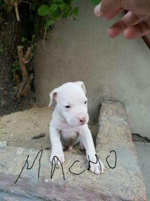 Cachorros pitbull 5