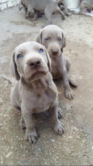 WEIMARANER ULTIMAS HEMBRITAS