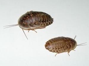 Alimento Vivo Cucarachas Blapticas X 100