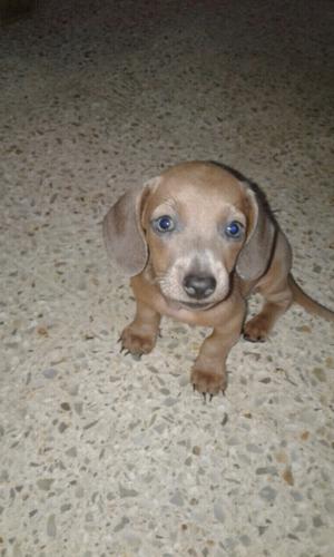 Hermosos cachorros de salchichas