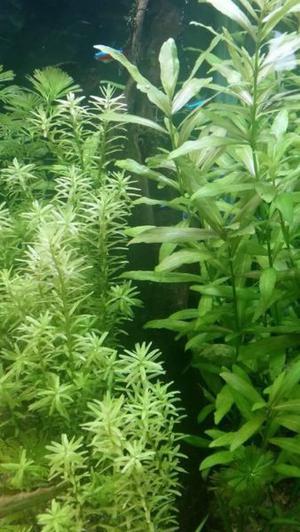 Planta Para Acuario Rotala Rotundifolia