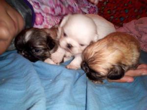 Vendo Pekinés puros