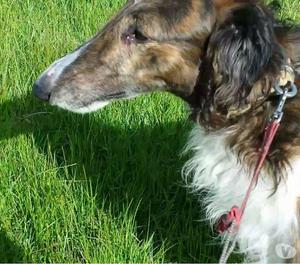 galga rusa borzoi.