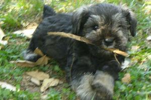 SCHNAUZER MINI CACHORROS SAL Y PIMIENTA