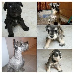 Schnauzer mini hermosos