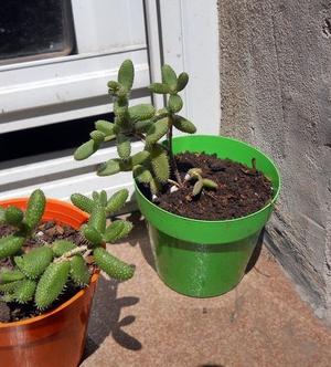 suculenta delosperma echinatum maceta 8