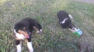 Cachorros collies macho y hembra