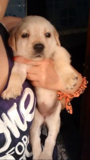 Cachorros de Labrador