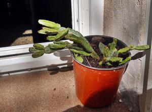 Cactus Epifito Hathiora Sp M 9