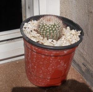 Cactus Notacactus scopa maceta 10