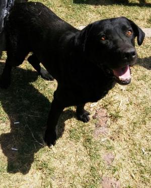 Labradores Negros Puros