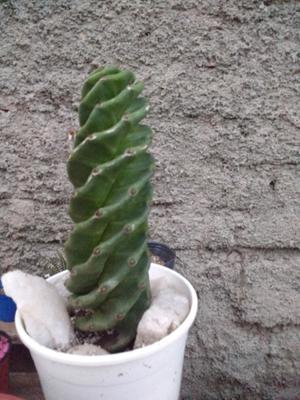 Planta cactus Espiralado espiral