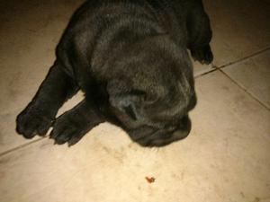 SHAR PEI HEMBRAS 35 DIAS