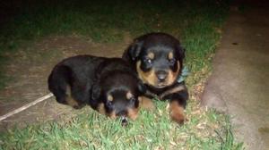 Vendo Cachorros Rottweiler