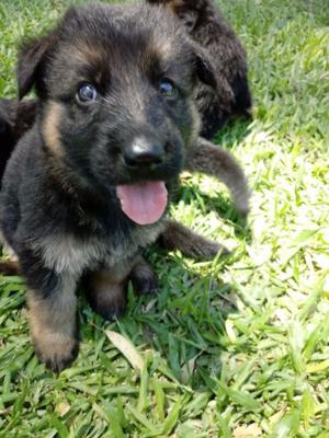 Vendo cachorros Ovejero alemán