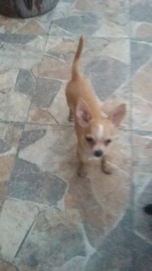 Vendo chihuahua d bolsillo
